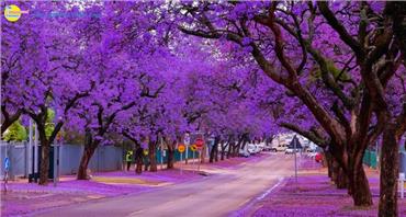 Tour Du Lịch Nam Phi Mùa Phượng Tím 2023